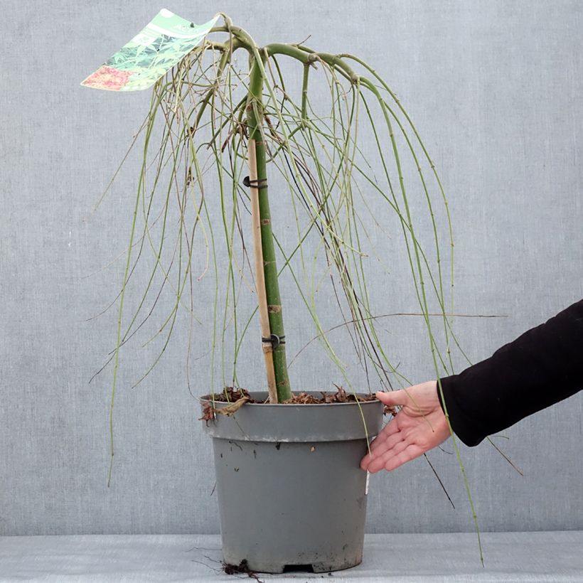 Acer palmatum Ryusen - Japanese Maple 7.5L/10L pot sample as delivered in winter