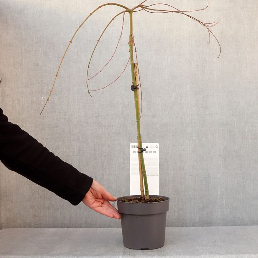 Acer palmatum Ryusen - Japanese Maple 3L/4L pot sample as delivered in winter