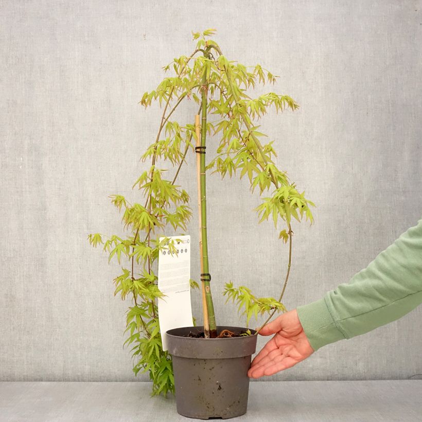 Acer palmatum Ryusen - Japanese Maple 3L/4L pot, Standard sample as delivered in spring