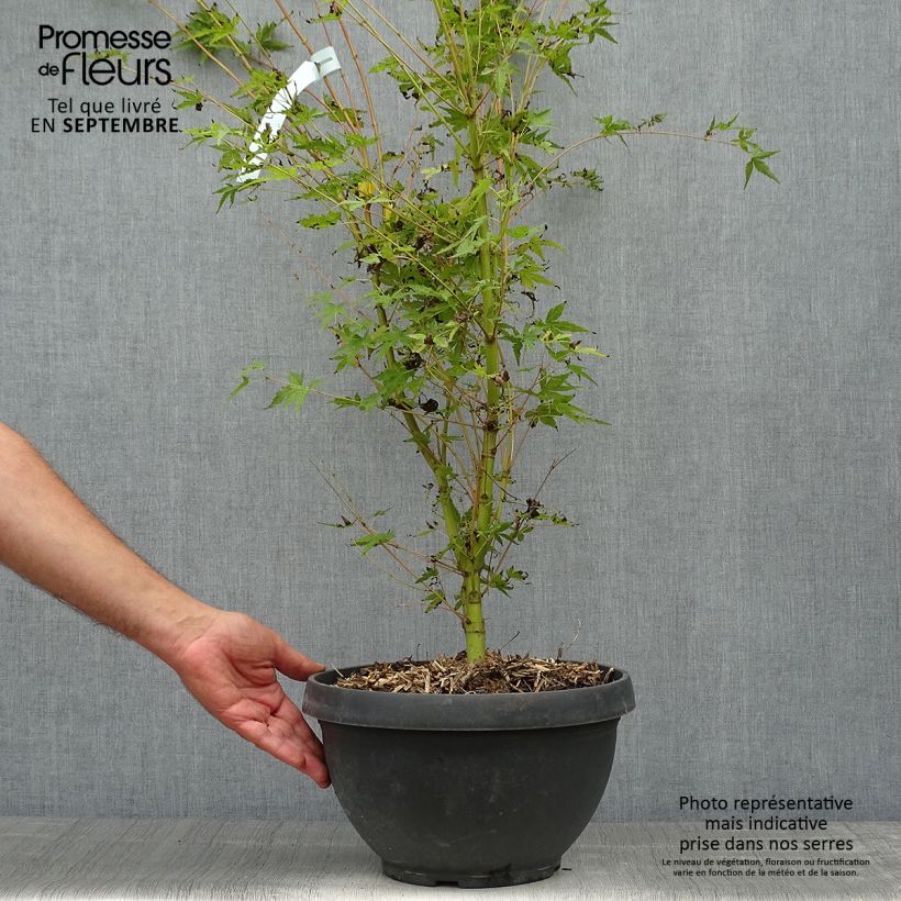 Acer palmatum Sangokaku - Japanese Maple 6L/7L pot sample as delivered in autumn