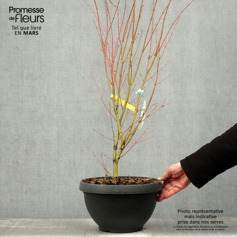 Acer palmatum Sangokaku - Japanese Maple 6L/7L pot sample as delivered in spring