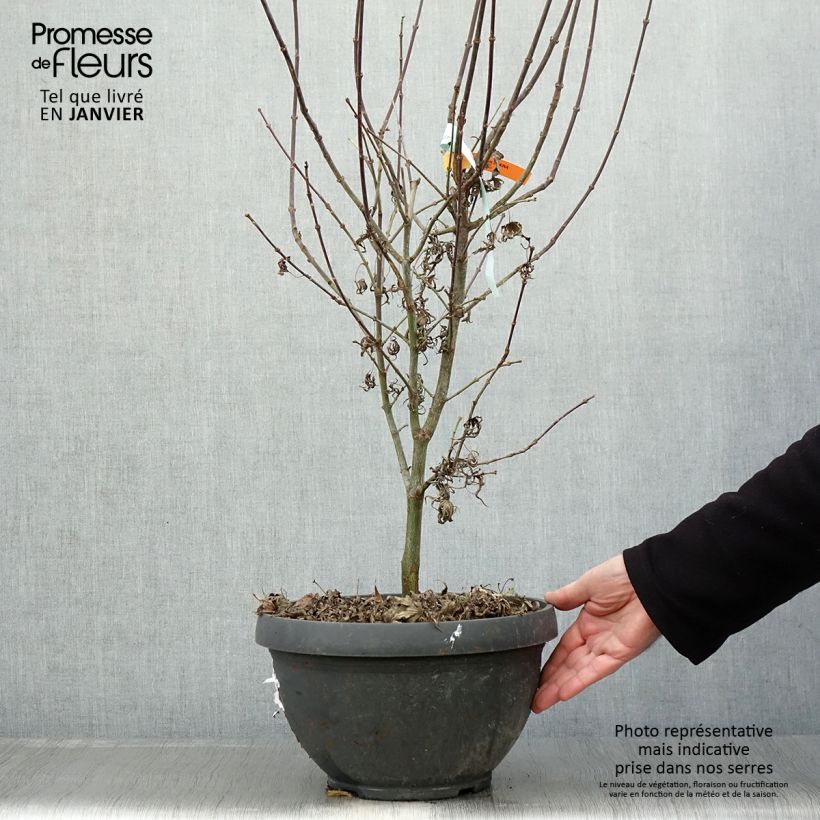 Acer palmatum Shaina - Japanese Maple 6L/7L pot sample as delivered in winter