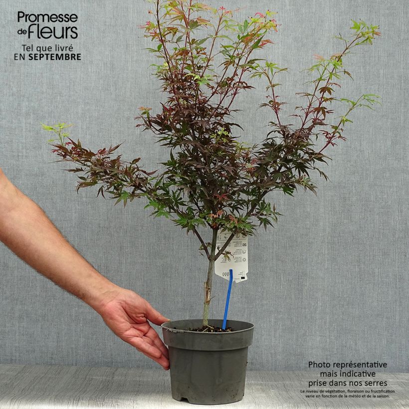 Acer palmatum Shaina - Japanese Maple 3L/4L pot sample as delivered in autumn
