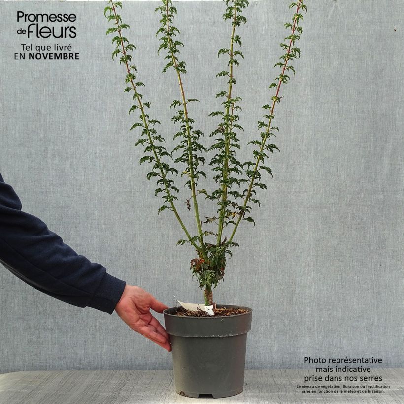 Acer palmatum Shishigashira - Japanese Maple 3L/4L pot sample as delivered in autumn