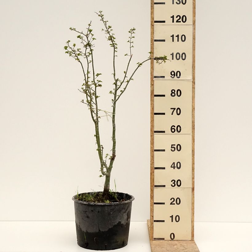 Acer palmatum Shishigashira - Japanese Maple 18L/20L pot sample as delivered in spring