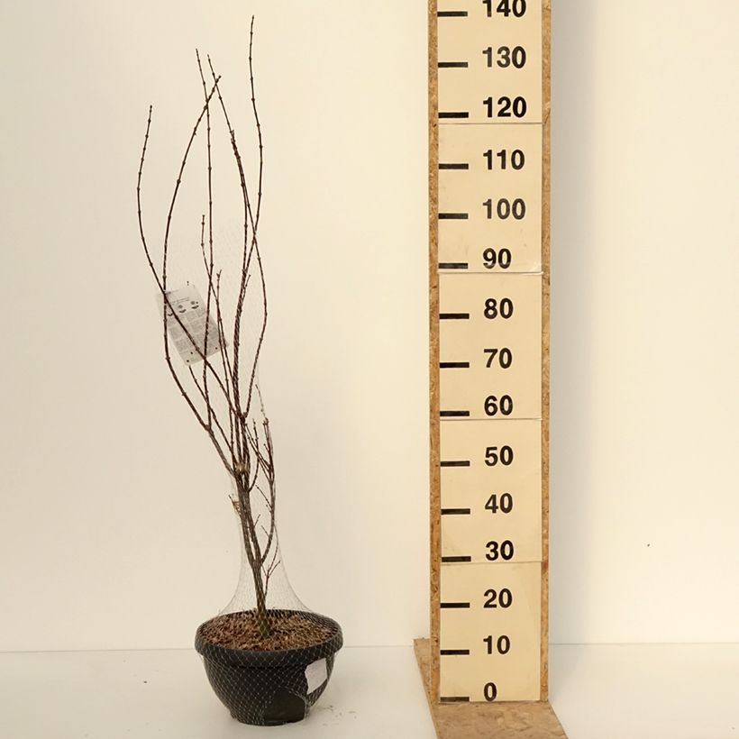 Acer palmatum Skeeters Broom - Japanese Maple 7.5L/10L bowl sample as delivered in winter