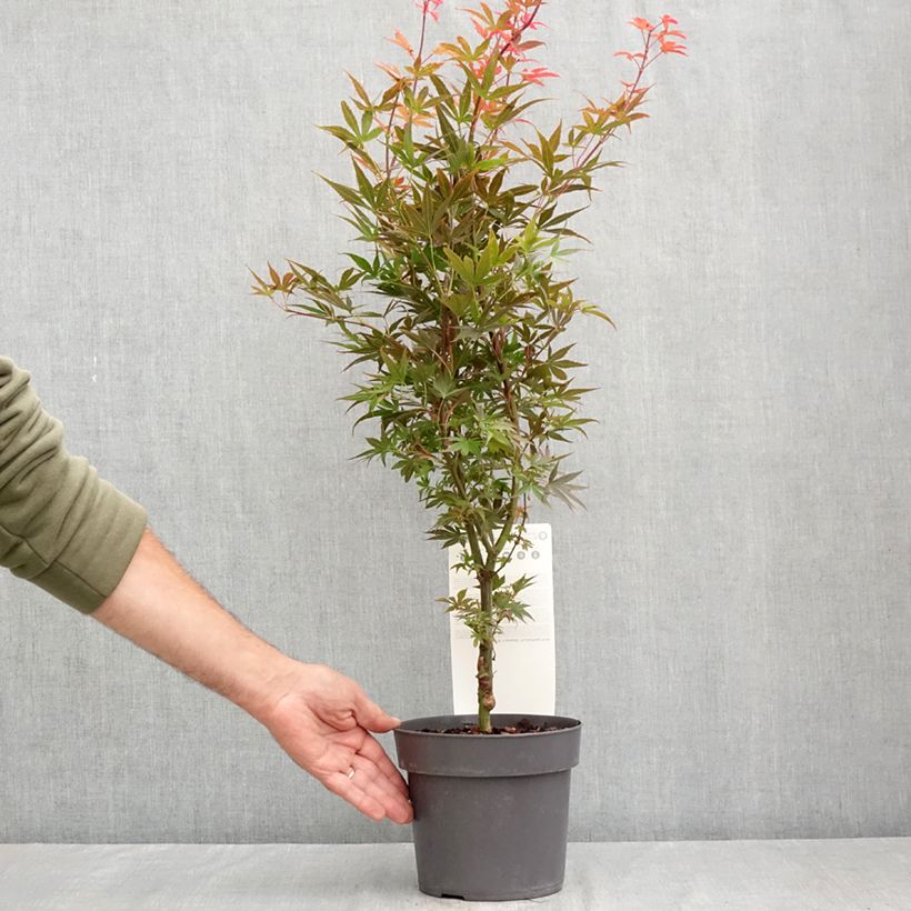 Acer palmatum Skeeters Broom - Japanese Maple 3L/4L pot sample as delivered in summer