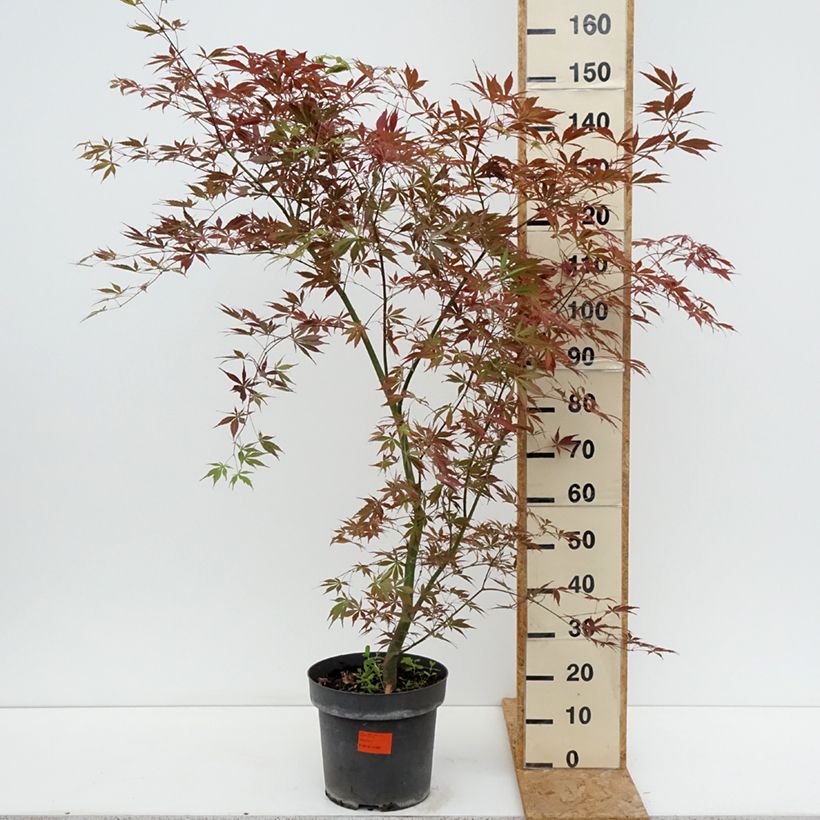 Acer palmatum Sumi-nagashi - Japanese Maple 7.5L/10L pot sample as delivered in summer