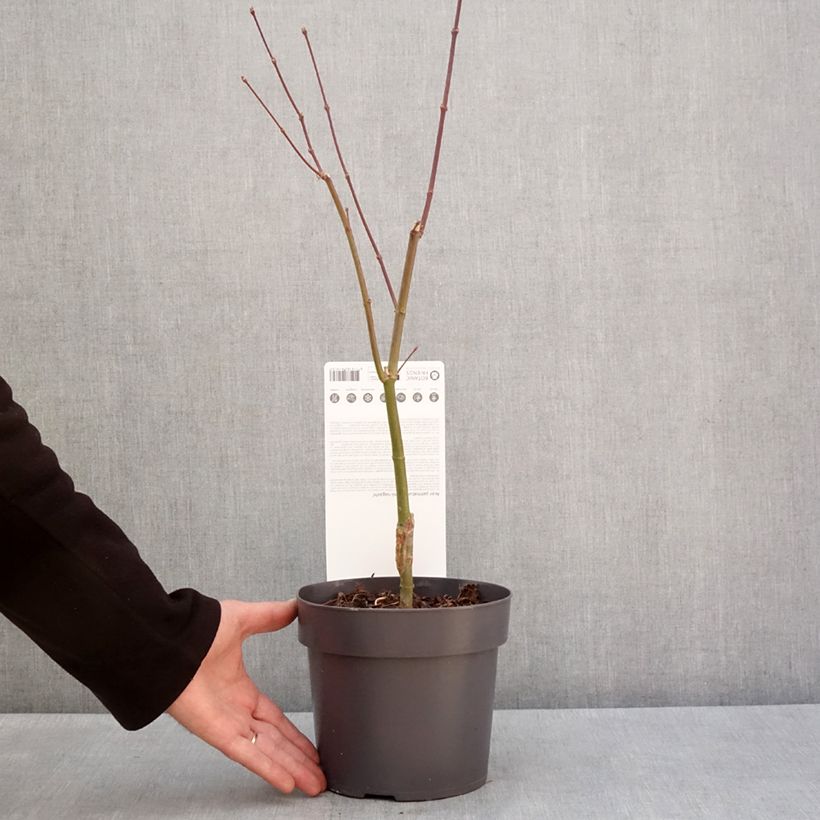 Acer palmatum Sumi-nagashi - Japanese Maple 3L/4L pot sample as delivered in winter