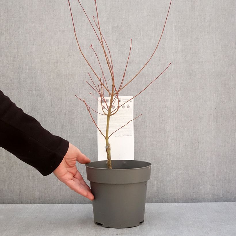Acer palmatum Taylor - Japanese Maple 3L/4L pot sample as delivered in winter