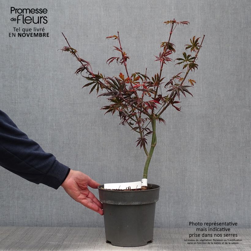 Acer palmatum Trompenburg - Japanese Maple 3L/4L pot sample as delivered in autumn