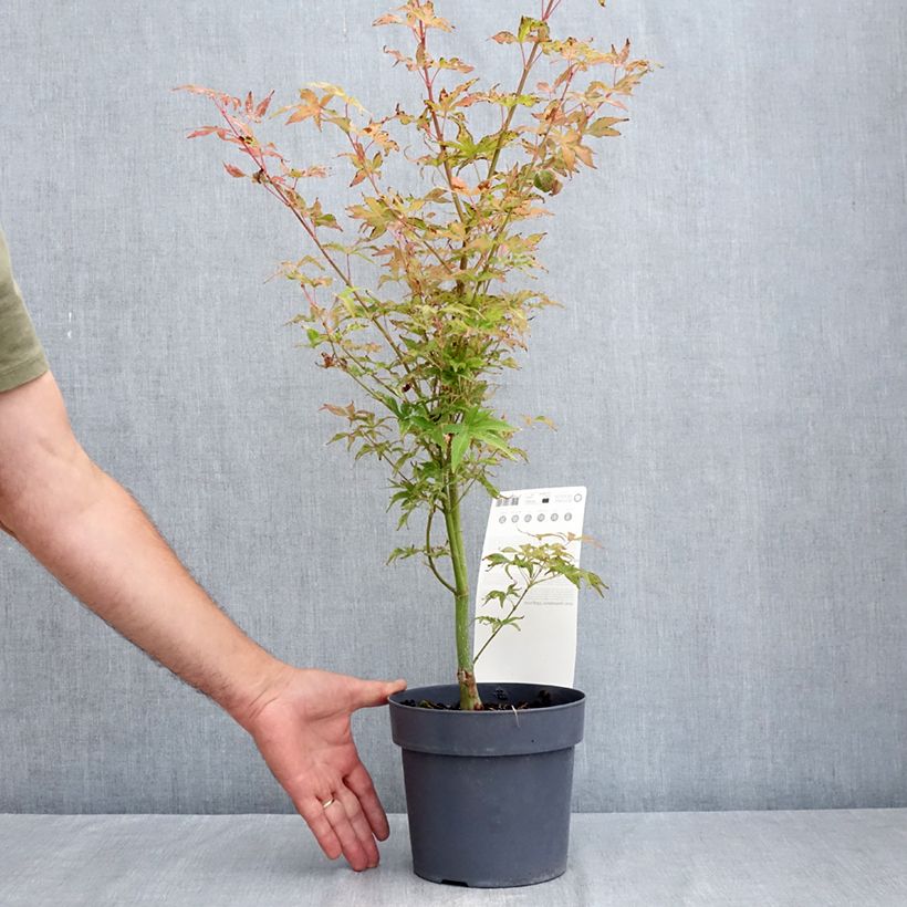 Acer palmatum Uki-gumo - Japanese Maple 3L/4L pot sample as delivered in summer