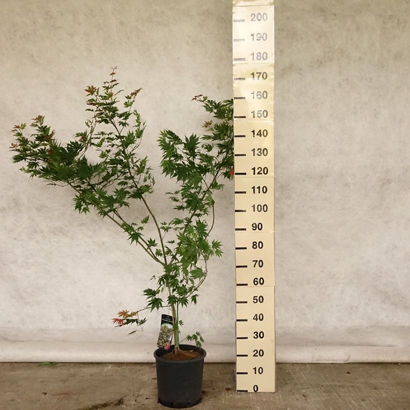 Erable du Japon - Acer pseudosieboldianum North Wind Pot de 12L/15L sample as delivered in summer
