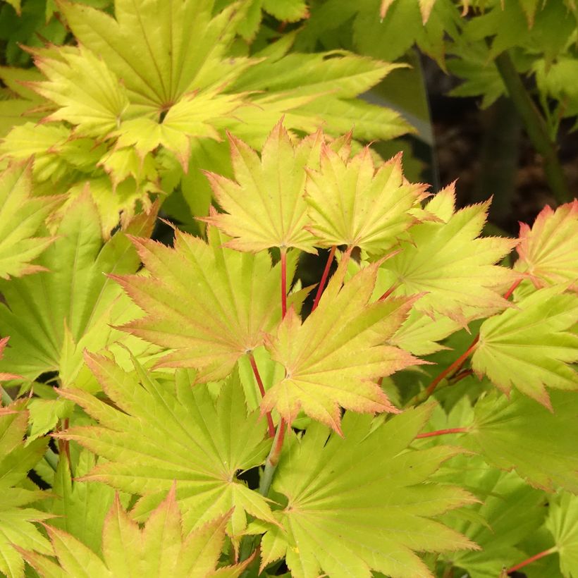 Acer shirasawanum Aureum - Japanese Maple (Foliage)