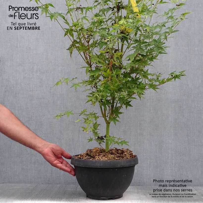 Acer palmatum Bi Hoo - Japanese Maple 7.5L/10L bowl sample as delivered in autumn