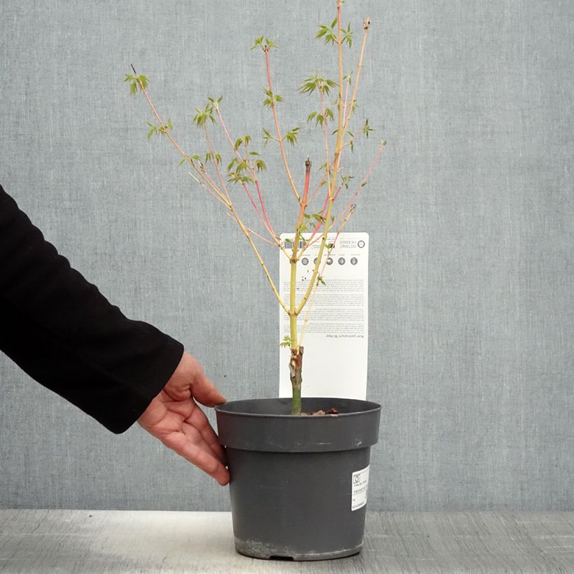 Acer palmatum Bi Hoo - Japanese Maple 2L/3L pot sample as delivered in spring