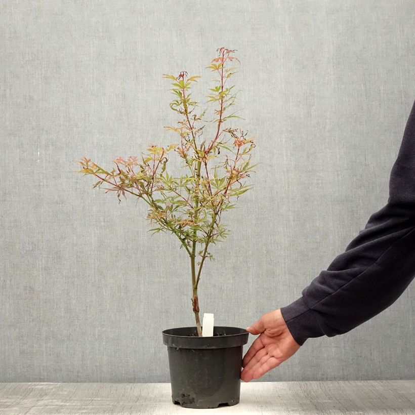 Acer palmatum Jerre Schwartz - Japanese Maple 2L/3L pot sample as delivered in summer