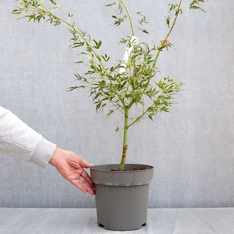 Acer palmatum Manyo-No-Sato - Japanese Maple 4L/5L pot sample as delivered in autumn