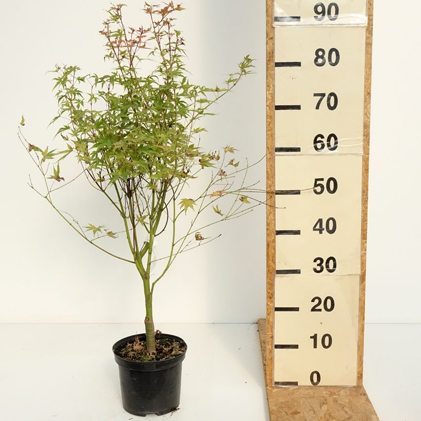 Acer palmatum Phoenix - Japanese Maple 2L/3L pot sample as delivered in summer