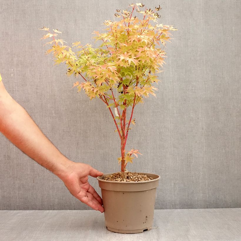 Acer palmatum Red Wood - Japanese maple 4L/5L pot sample as delivered in autumn