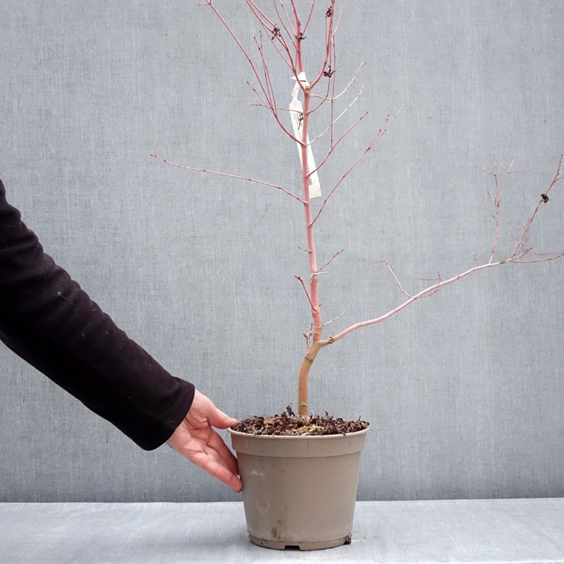 Acer palmatum Ueno Yama - Japanese maple 4L/5L pot sample as delivered in winter