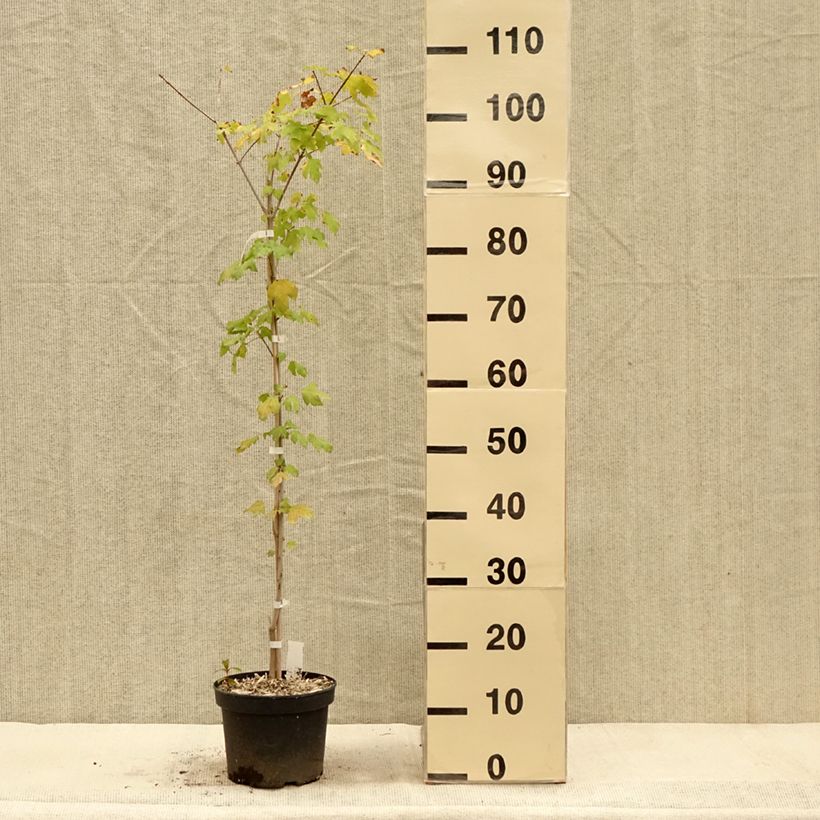 Acer Orientalia Minorient - Maple 3L/4L pot sample as delivered in autumn