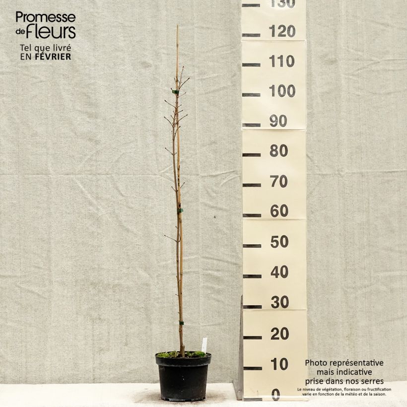 Acer Orientalia Minorient - Maple 3L/4L pot sample as delivered in winter