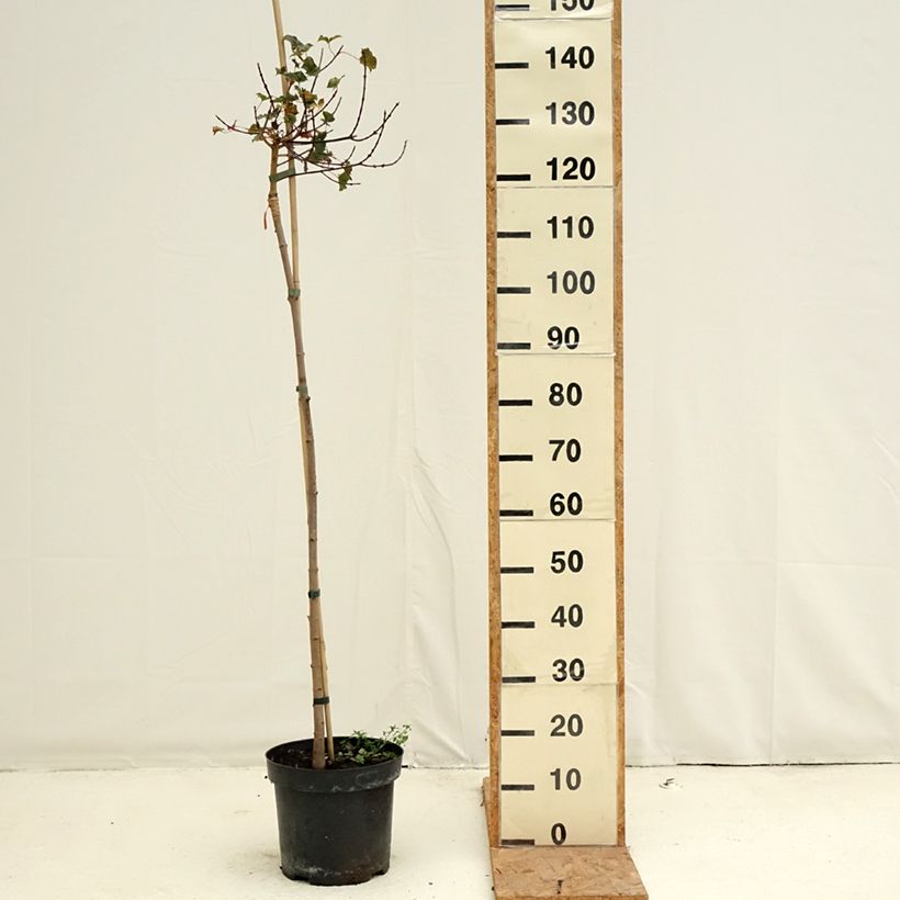 Acer Ample Surprise - Maple 7.5L/10L pot, Standard sample as delivered in autumn