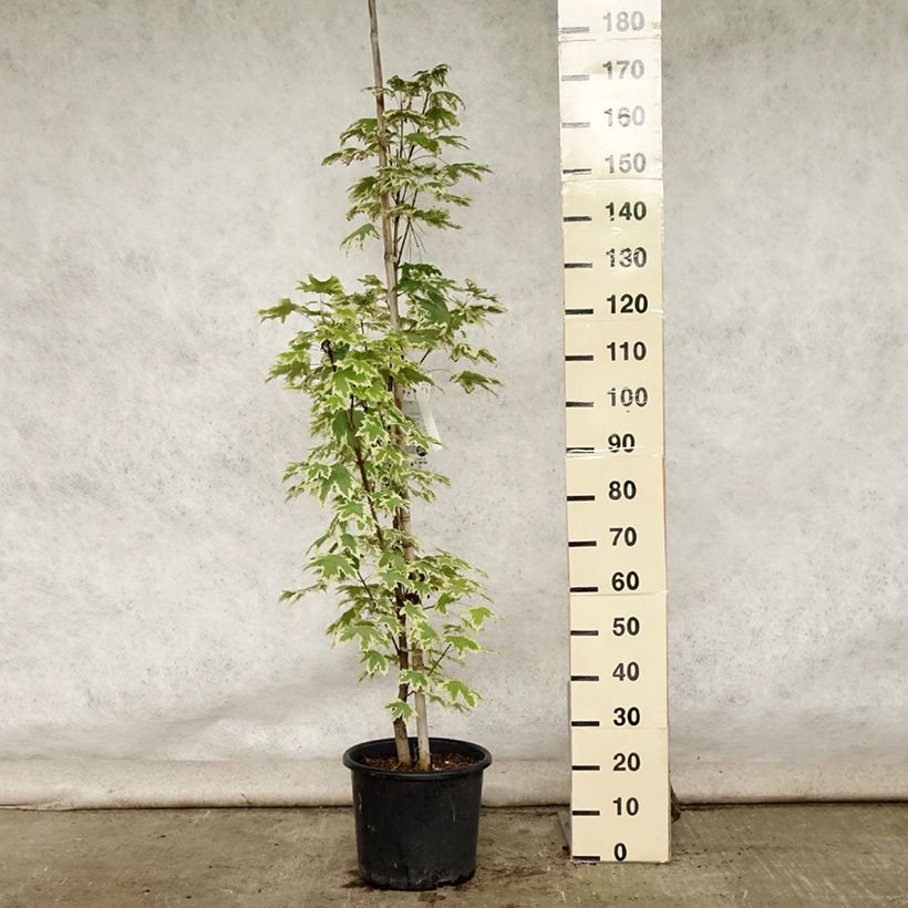 Acer platanoides Drummondii - Maple 7.5L/10L pot, Sapling sample as delivered in summer