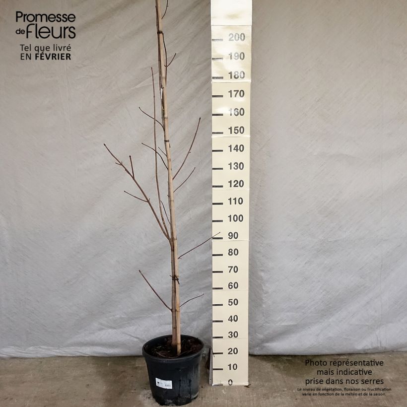 Acer platanoides Crimson King - Maple 20L/25L pot sample as delivered in winter