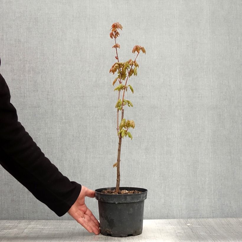 Acer rubrum - Maple 3L/4L pot sample as delivered in spring