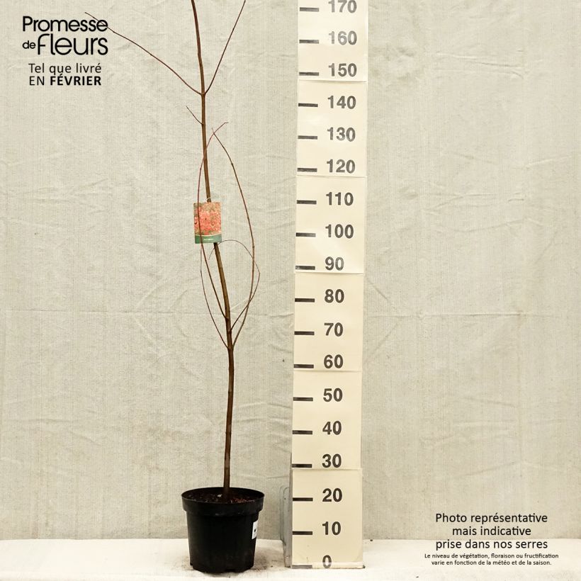 Acer rubrum - Maple 7.5L/10L pot sample as delivered in winter