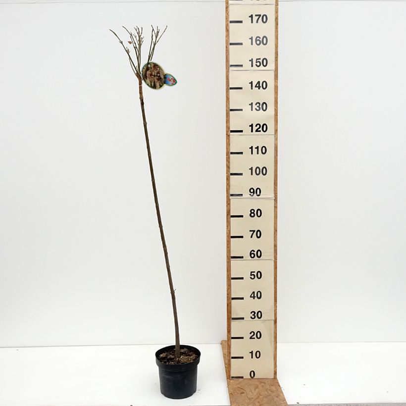 Acer pseudoplatanus Brilliantissimum - Maple 4L/5L pot sample as delivered in autumn