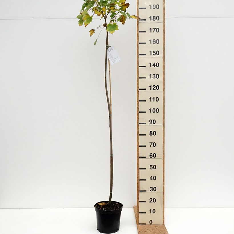 Acer pseudoplatanus Leat Cottage - Sycamore Maple 7.5L/10L pot sample as delivered in autumn