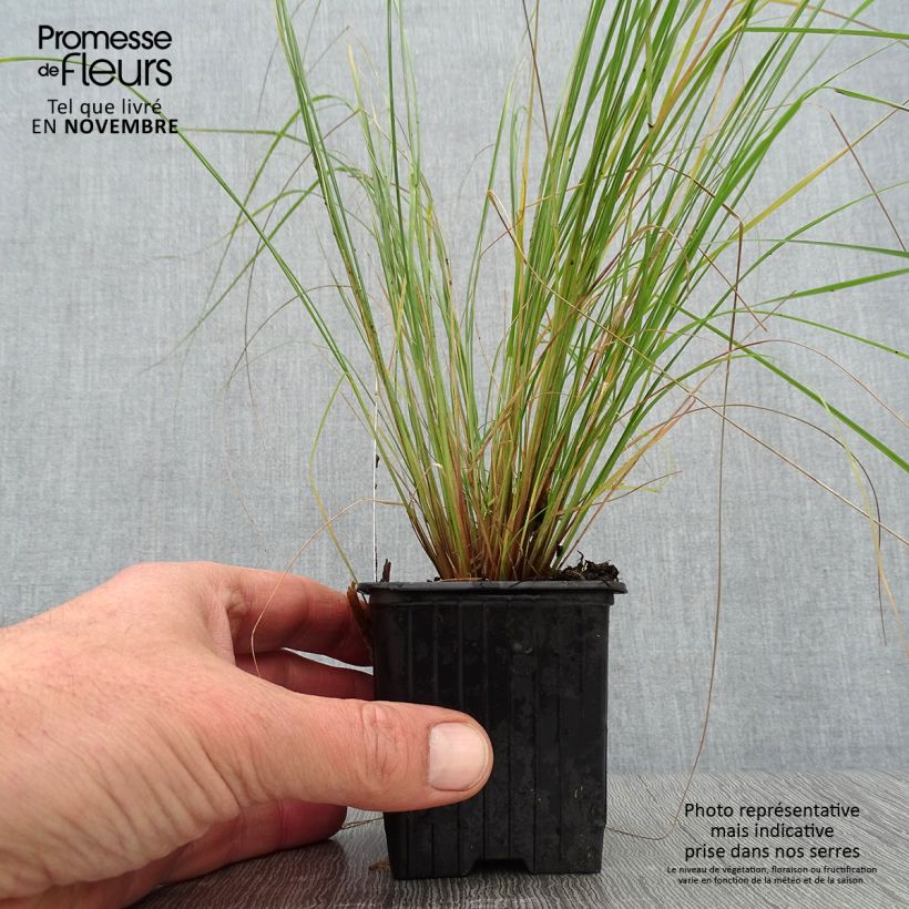 Eragrostis curvula 8/9 cm pot sample as delivered in autumn