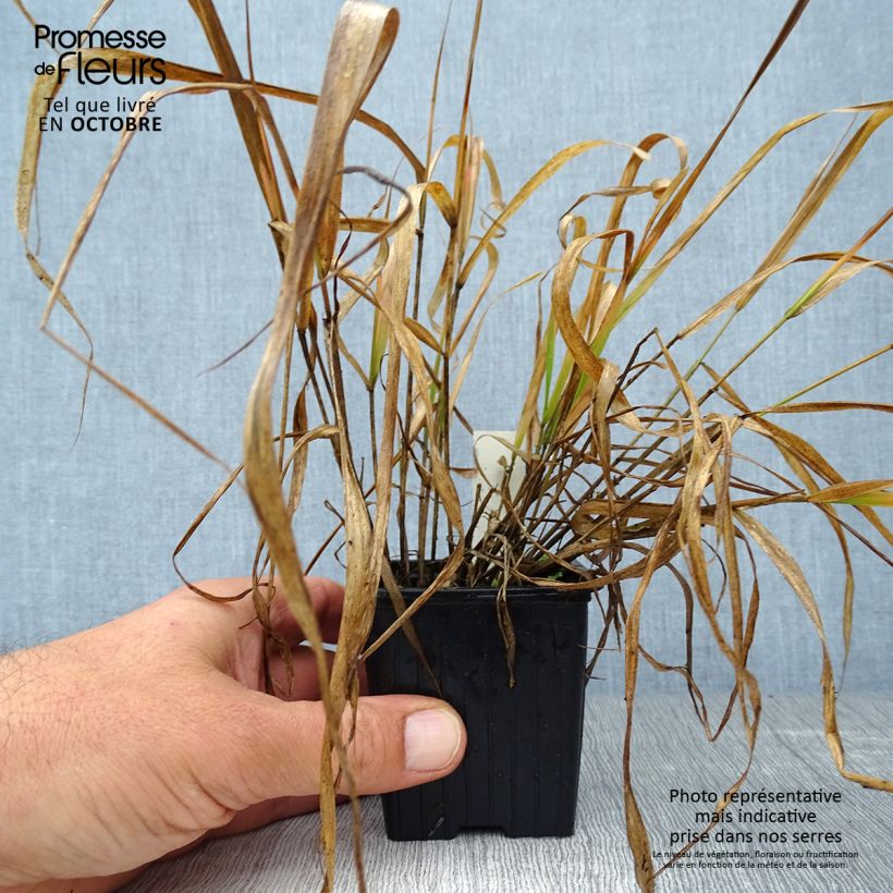 Eragrostis spectabilis 8/9 cm pot sample as delivered in autumn