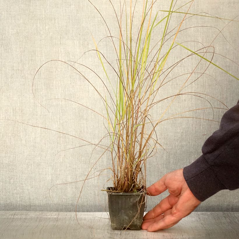 Eragrostis trichodes 8/9 cm pot sample as delivered in autumn