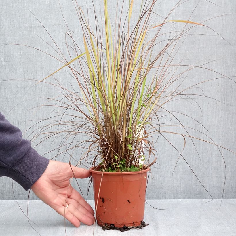 Eragrostis trichodes 1L/1.5L pot sample as delivered in autumn