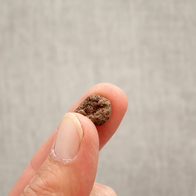 Eranthis cilicica Bulb size 4+ sample as delivered in spring