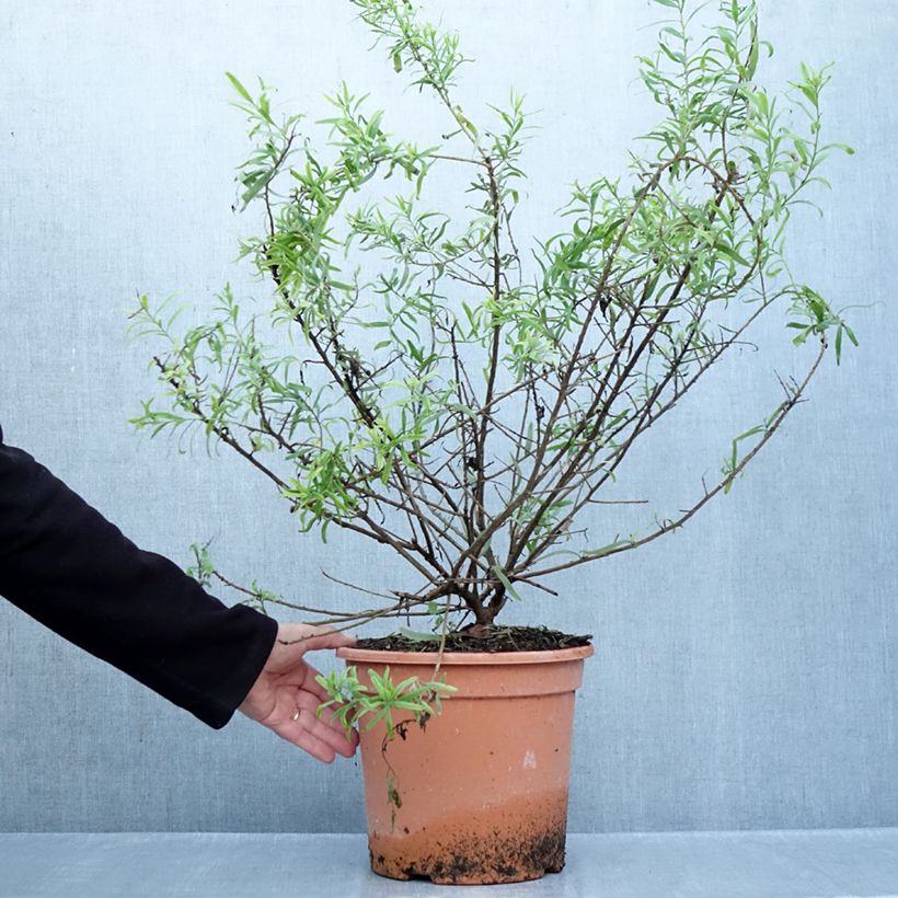 Eremophila laanii -  Emu bush 7.5L/10L pot sample as delivered in autumn