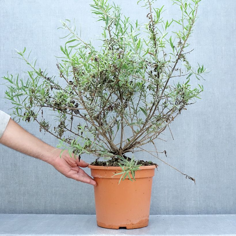 Eremophila laanii -  Emu bush 7.5L/10L pot sample as delivered in summer