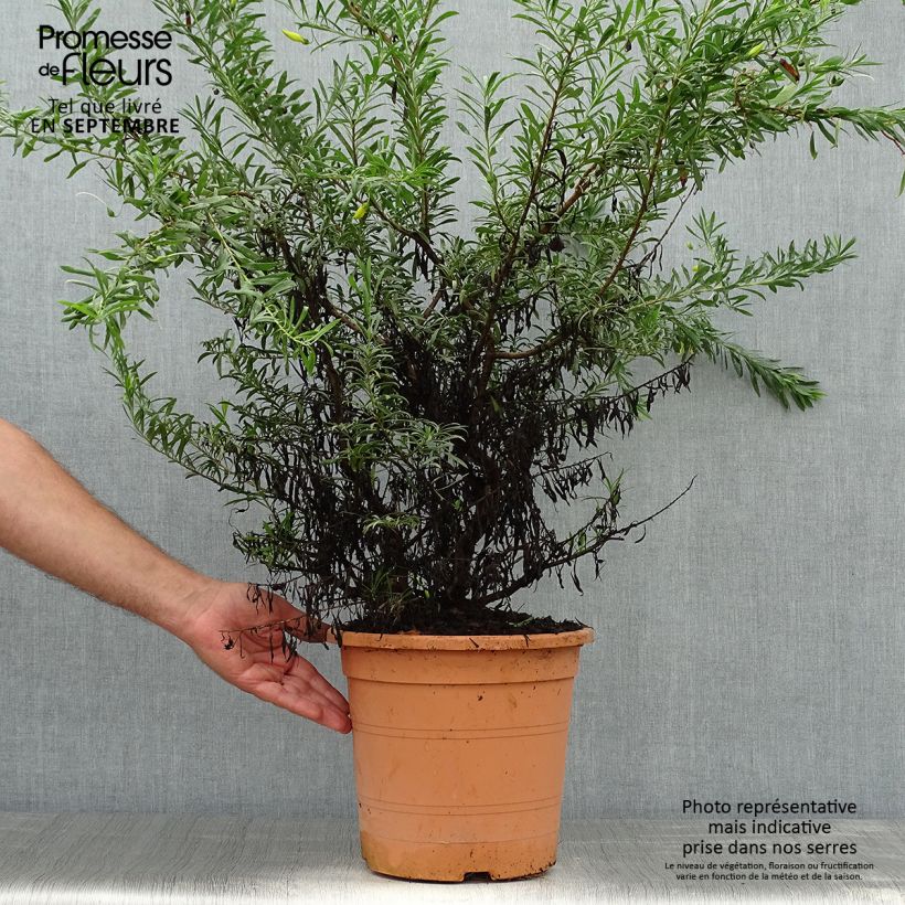 Eremophila maculata Aurea 7.5L/10L pot sample as delivered in autumn