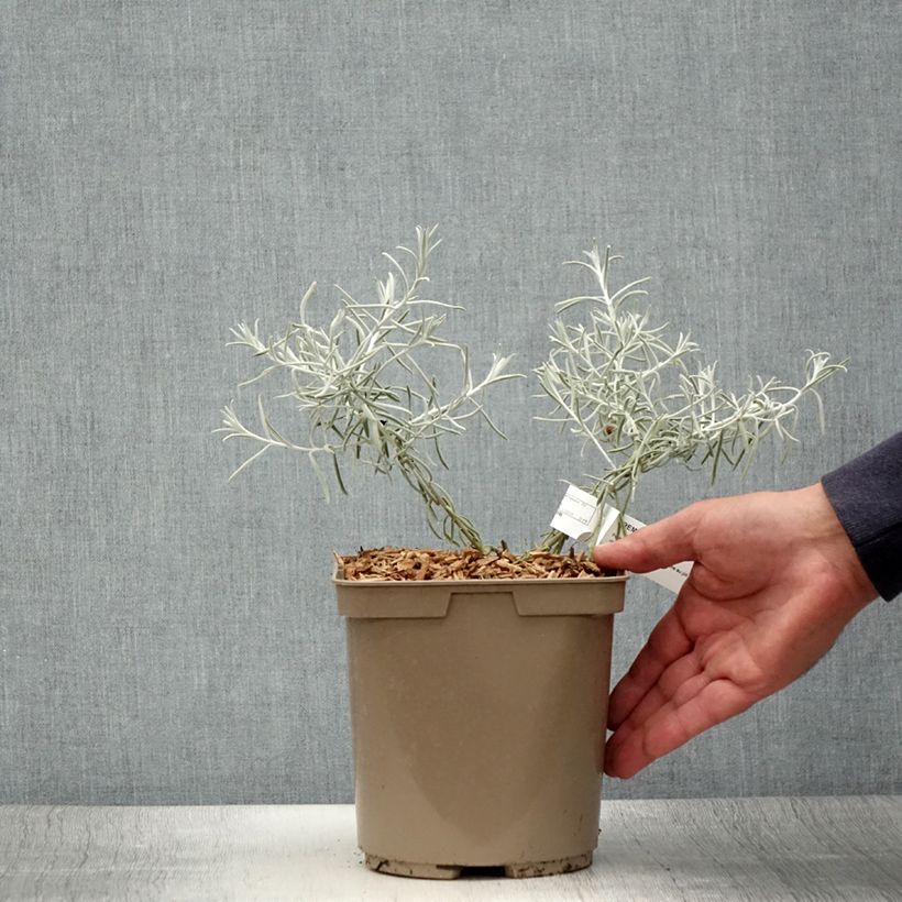 Eremophila nivea 7.5L/10L pot sample as delivered in summer