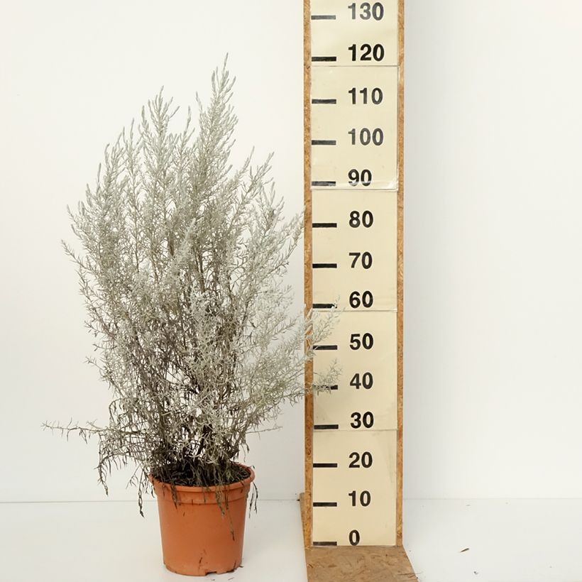 Eremophila nivea 3L/4L pot sample as delivered in autumn