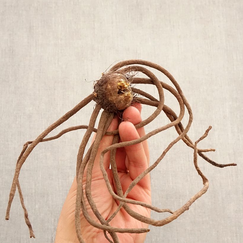 Eremurus Brun - Foxtail Lily Bulb size I sample as delivered in spring