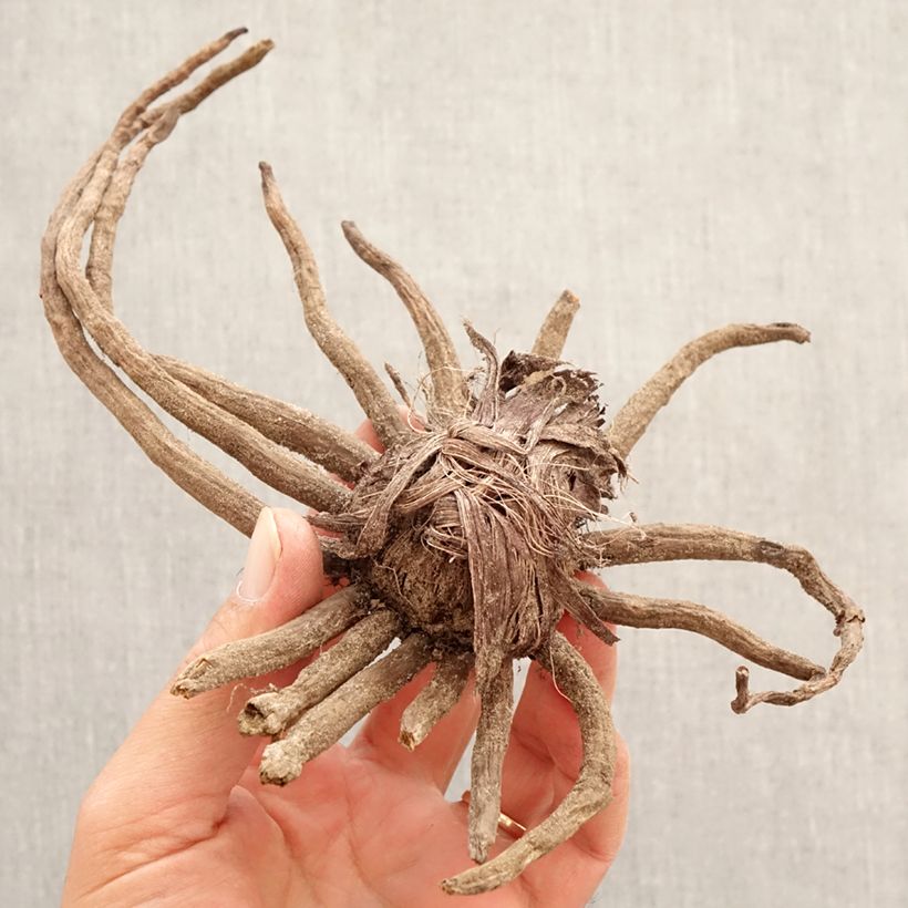 Eremurus isabellinus Cleopatra - Foxtail Lily Bulb size I sample as delivered in spring