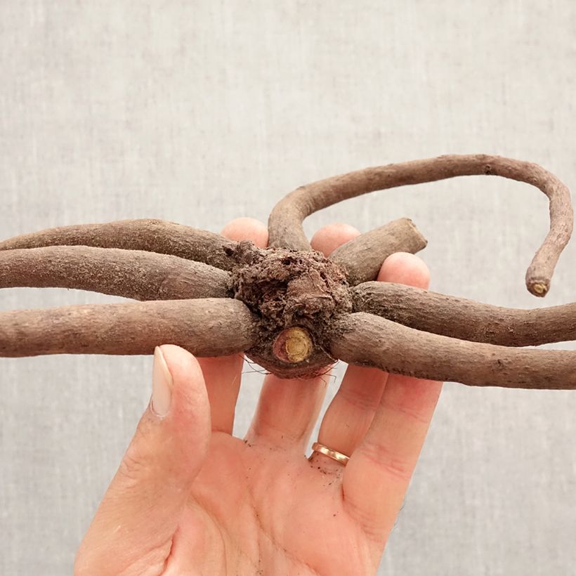 Eremurus himalaïcus - Foxtail Lily Bulb size I sample as delivered in spring