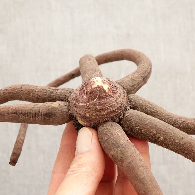 Eremurus stenophyllus Moneymaker - Foxtail Lily Bulb size I sample as delivered in spring