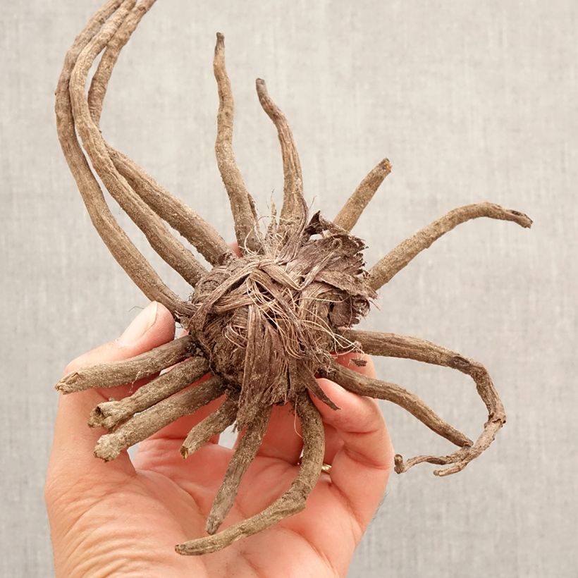 Eremurus Romance - Foxtail Lily Bulb size I sample as delivered in spring