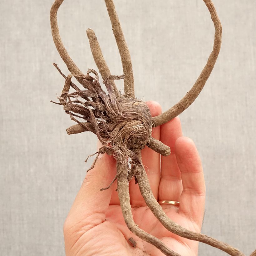 Eremurus x isabellinus Shelford' s Hybrids Tap Dance Bulb size I sample as delivered in spring